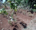 The Garden