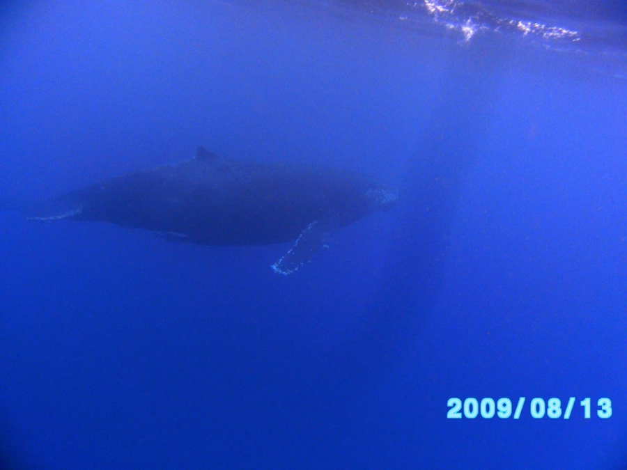 black-whale