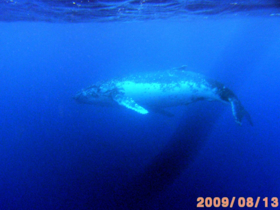 white-whale